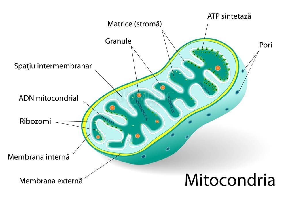 mitocondriile