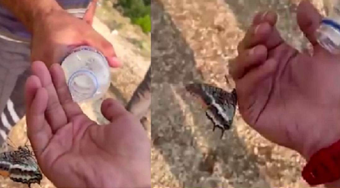 În Turcia, un fluture bea apă din mâna unui pompier